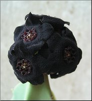 Caralluma acutangula 1